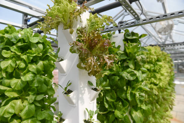 Modern Vertical Hydroponic Farm